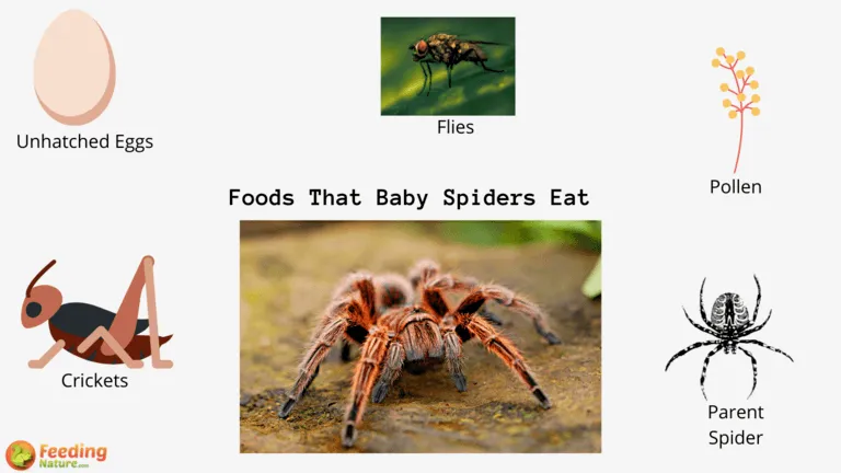 What Do Baby Spiders Eat